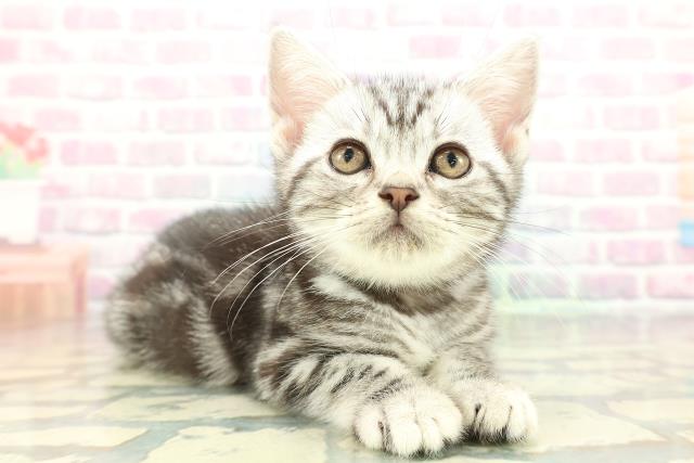 青森県のアメリカンショートヘアー (Coo&RIKU青森店/2026年1月23日生まれ/女の子/シルバークラシックタビー)の子猫の3枚目の画像