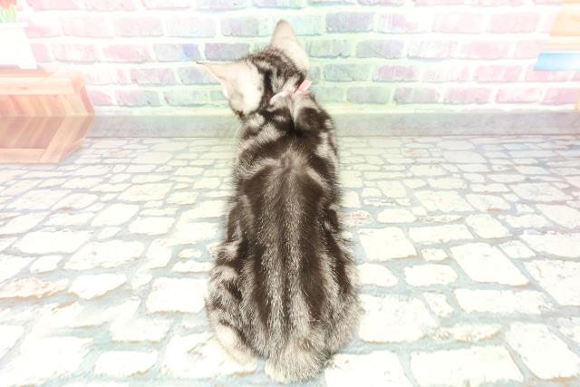 青森県のアメリカンショートヘアー (Coo&RIKU青森店/2026年1月23日生まれ/女の子/シルバークラシックタビー)の子猫の4枚目の画像