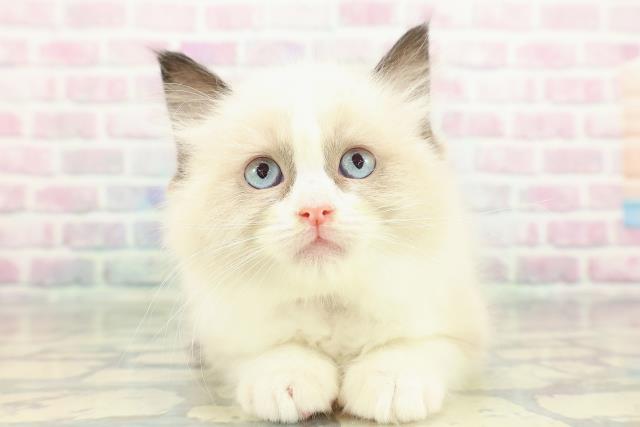 東京都のラグドール (Coo&RIKUフレスポ住吉店/2026年1月31日生まれ/女の子/シールポイントバイカラー)の子猫