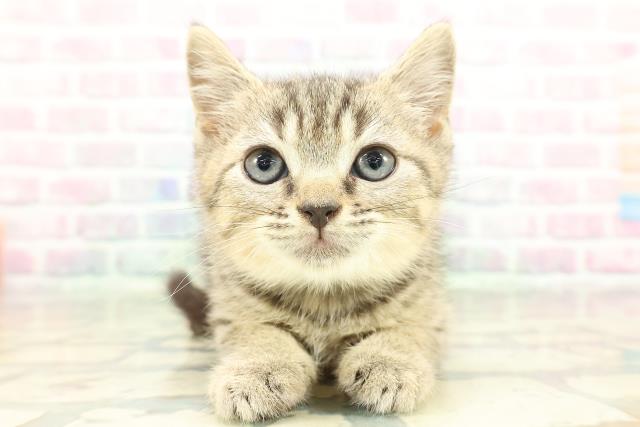 東京都のマンチカン (Coo&RIKU阿佐ヶ谷店/2026年1月22日生まれ/男の子/ブラウンタビー)の子猫