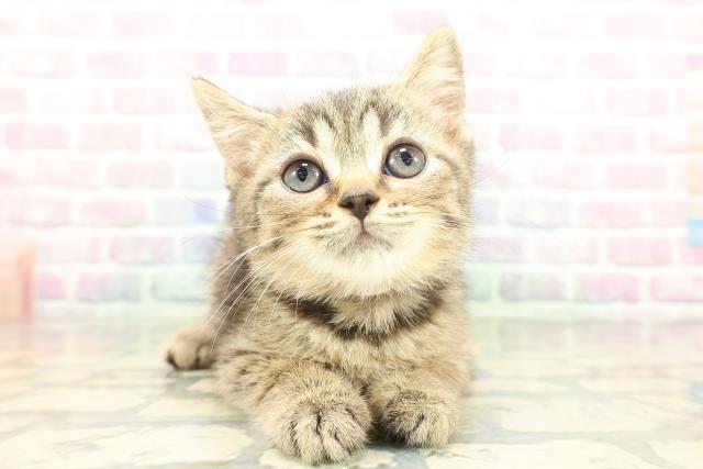 東京都のマンチカン (Coo&RIKU自由が丘店/2026年1月22日生まれ/女の子/ブラウンタビー)の子猫