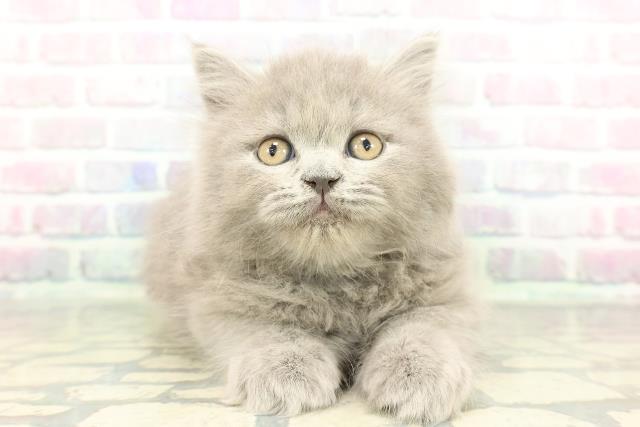 東京都のブリティッシュロングヘアー (Coo&RIKU自由が丘店/2026年1月30日生まれ/男の子/ブルー)の子猫の1枚目の画像