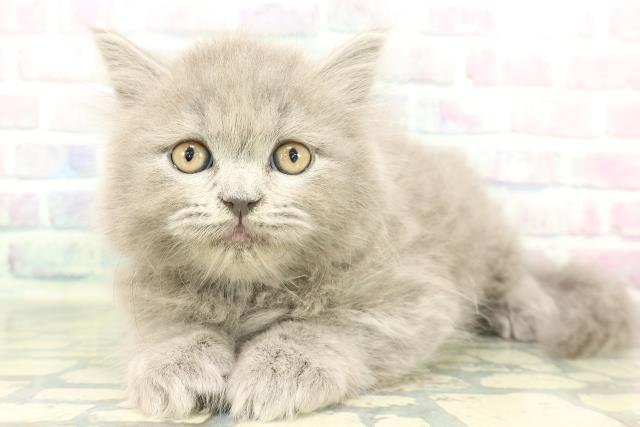 東京都のブリティッシュロングヘアー (Coo&RIKU自由が丘店/2026年1月30日生まれ/男の子/ブルー)の子猫の2枚目の画像