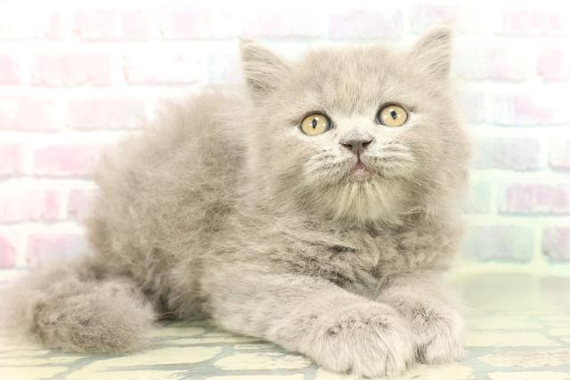 東京都のブリティッシュロングヘアー (Coo&RIKU自由が丘店/2026年1月30日生まれ/男の子/ブルー)の子猫の3枚目の画像