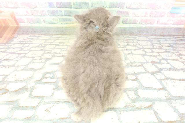 東京都のブリティッシュロングヘアー (Coo&RIKU自由が丘店/2026年1月30日生まれ/男の子/ブルー)の子猫の4枚目の画像