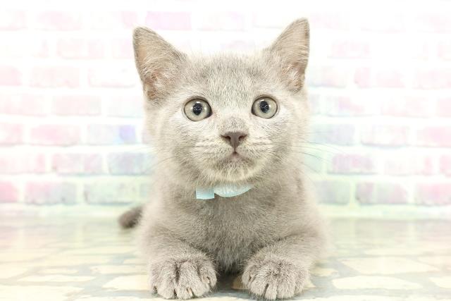 千葉県のブリティッシュショートヘアー (Coo&RIKU市原店/2026年1月15日生まれ/男の子/ブルー)の子猫