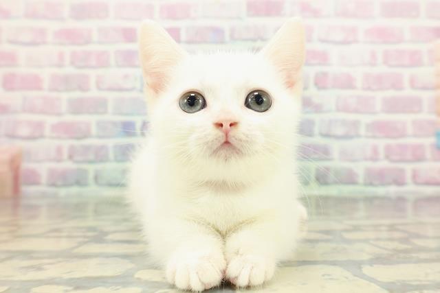 新潟県のマンチカン (Coo&RIKU新潟東店/2026年1月15日生まれ/女の子/ホワイト)の子猫