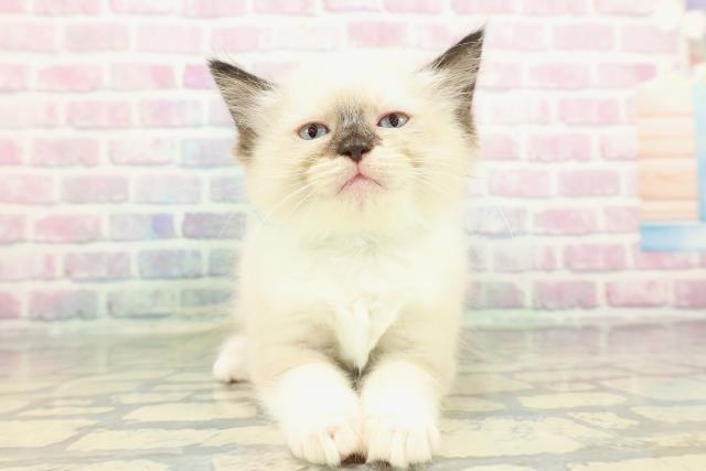 東京都のラグドール (Coo&RIKU阿佐ヶ谷店/2026年1月31日生まれ/男の子/シールポイントバイカラー)の子猫