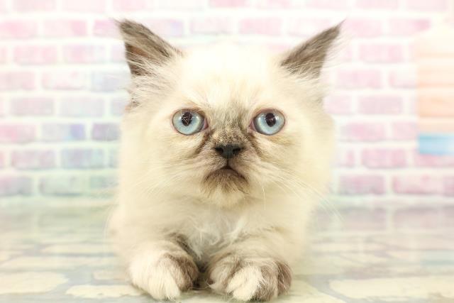 神奈川県のヒマラヤン (Coo&RIKU長津田店/2026年1月13日生まれ/女の子/シールポイント)の子猫