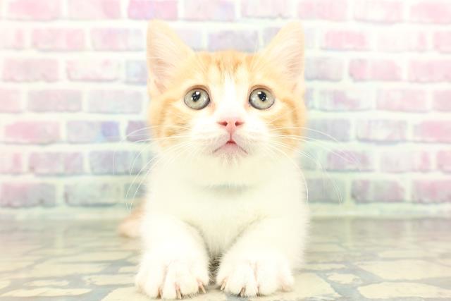 東京都のマンチカン (Coo&RIKU大久保店/2026年1月27日生まれ/男の子/レッドタビーホワイト)の子猫