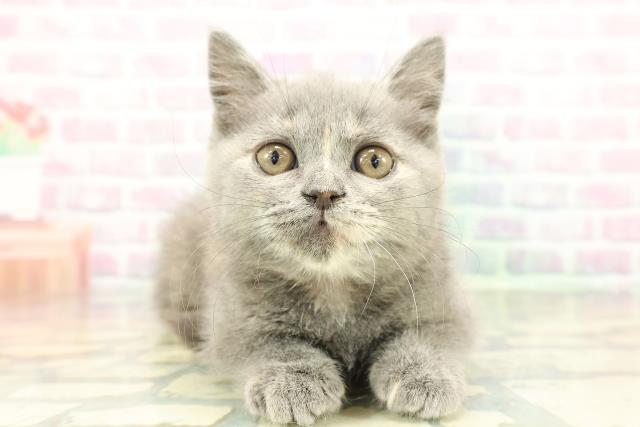 千葉県のブリティッシュショートヘアー (Coo&RIKU木更津店/2026年1月15日生まれ/女の子/ブルークリーム)の子猫