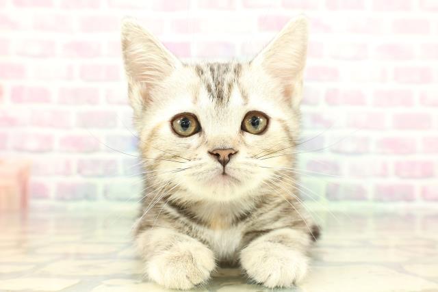 青森県のアメリカンショートヘアー (Coo&RIKU八戸店/2026年1月18日生まれ/女の子/シルバーパッチドタビー)の子猫