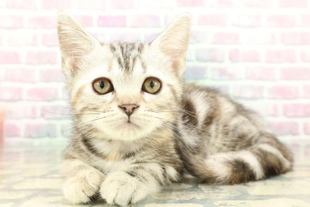 青森県のアメリカンショートヘアー (Coo&RIKU八戸店/2026年1月18日生まれ/女の子/シルバーパッチドタビー)の子猫の2枚目の画像