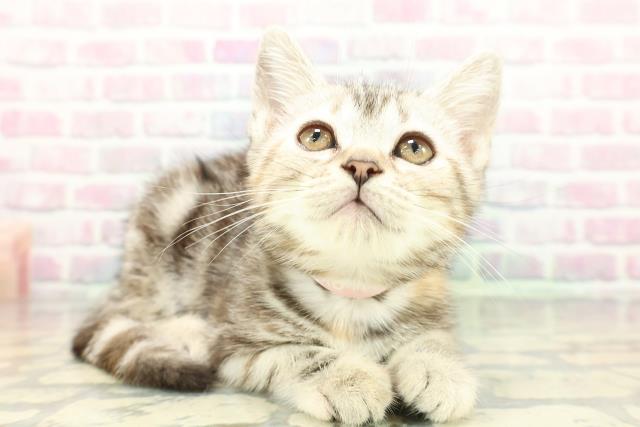 青森県のアメリカンショートヘアー (Coo&RIKU八戸店/2026年1月18日生まれ/女の子/シルバーパッチドタビー)の子猫の3枚目の画像