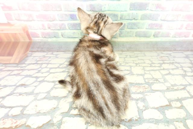 青森県のアメリカンショートヘアー (Coo&RIKU八戸店/2026年1月18日生まれ/女の子/シルバーパッチドタビー)の子猫の4枚目の画像