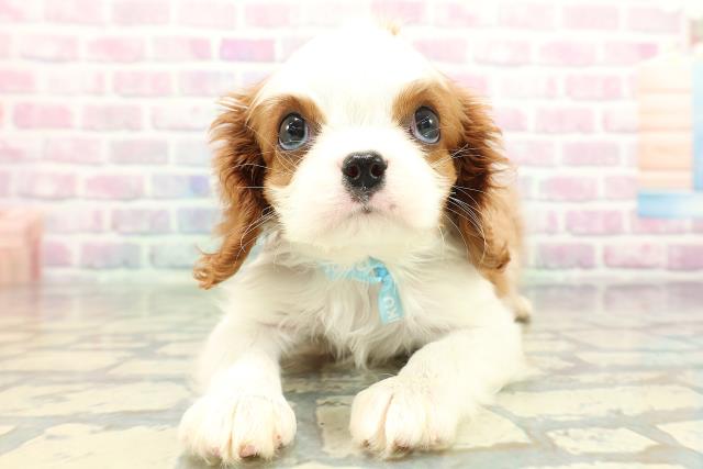 青森県のキャバリアキングチャールズスパニエル (Coo&RIKU八戸店/2026年1月6日生まれ/男の子/ブレンハイム)の子犬の1枚目の画像