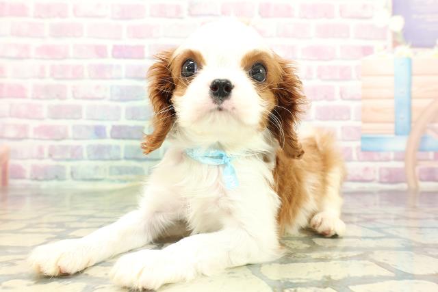 青森県のキャバリアキングチャールズスパニエル (Coo&RIKU八戸店/2026年1月6日生まれ/男の子/ブレンハイム)の子犬の2枚目の画像