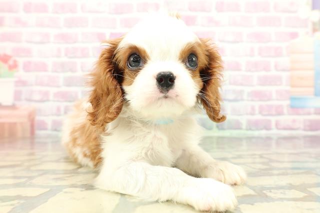 青森県のキャバリアキングチャールズスパニエル (Coo&RIKU八戸店/2026年1月6日生まれ/男の子/ブレンハイム)の子犬の3枚目の画像