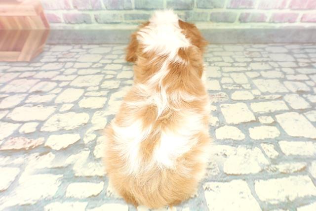 青森県のキャバリアキングチャールズスパニエル (Coo&RIKU八戸店/2026年1月6日生まれ/男の子/ブレンハイム)の子犬の4枚目の画像