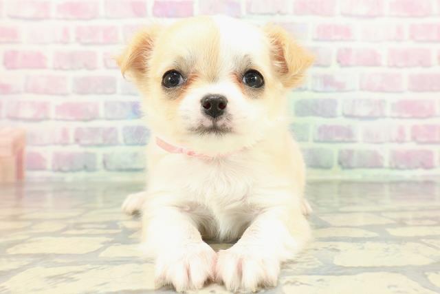 埼玉県のチワワ(ロング) (Coo&RIKUヤオコー幸手店/2026年1月30日生まれ/女の子/クリームホワイト)の子犬