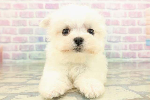 東京都のマルチーズ (Coo&RIKU赤坂店/2026年1月31日生まれ/男の子/ホワイト)の子犬