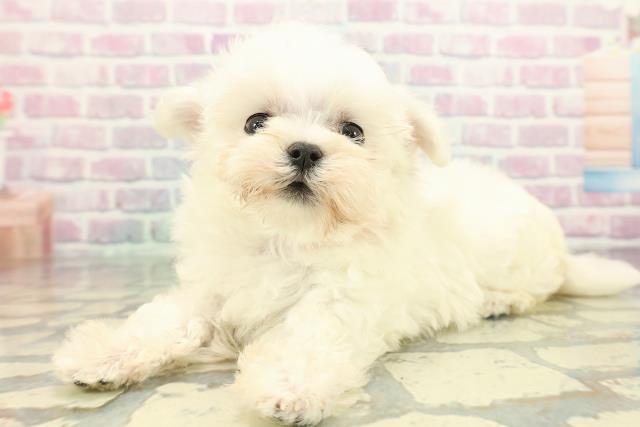 東京都のマルチーズ (Coo&RIKUフレスポ住吉店/2026年1月31日生まれ/女の子/ホワイト)の子犬の2枚目の画像