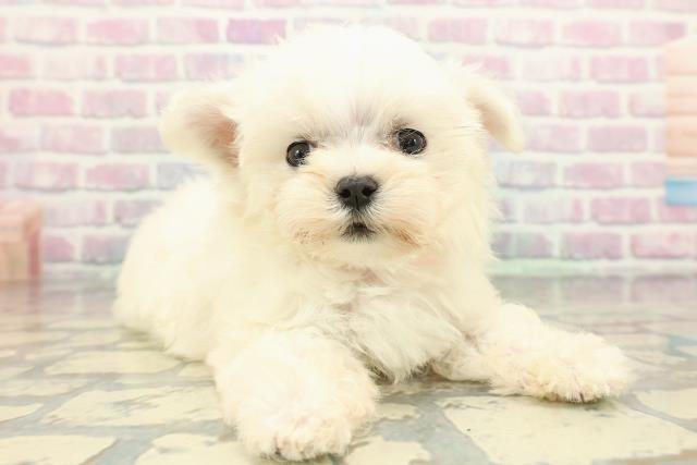 東京都のマルチーズ (Coo&RIKUフレスポ住吉店/2026年1月31日生まれ/女の子/ホワイト)の子犬の3枚目の画像