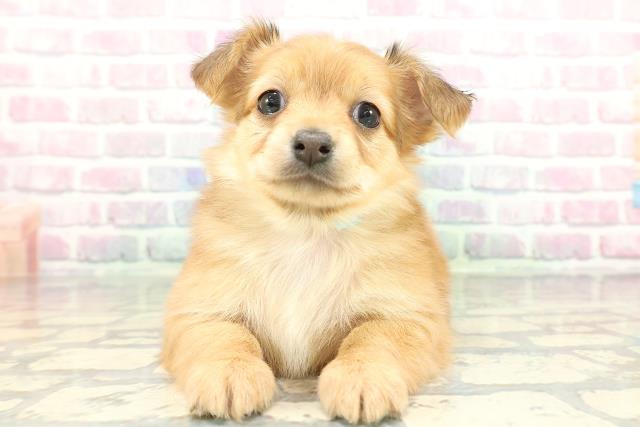 千葉県のチワックス(チワワ×ダックス) (Coo&RIKUコメリパワー旭店/2026年1月30日生まれ/男の子/レッド)の子犬の1枚目の画像