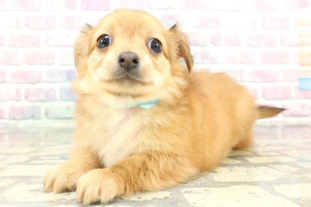 千葉県のチワックス(チワワ×ダックス) (Coo&RIKUコメリパワー旭店/2026年1月30日生まれ/男の子/レッド)の子犬の2枚目の画像