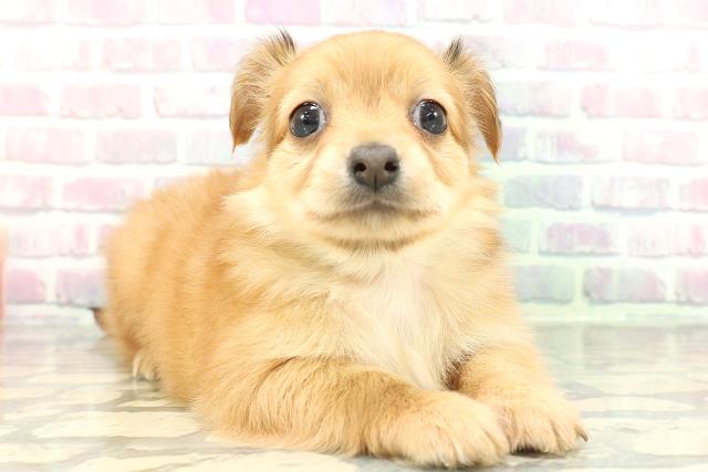 千葉県のチワックス(チワワ×ダックス) (Coo&RIKUコメリパワー旭店/2026年1月30日生まれ/男の子/レッド)の子犬の3枚目の画像