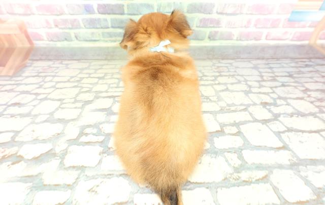 千葉県のチワックス(チワワ×ダックス) (Coo&RIKUコメリパワー旭店/2026年1月30日生まれ/男の子/レッド)の子犬の4枚目の画像