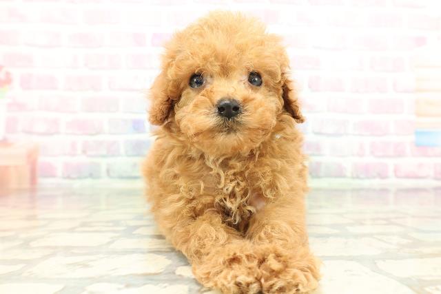 トイ・プードル