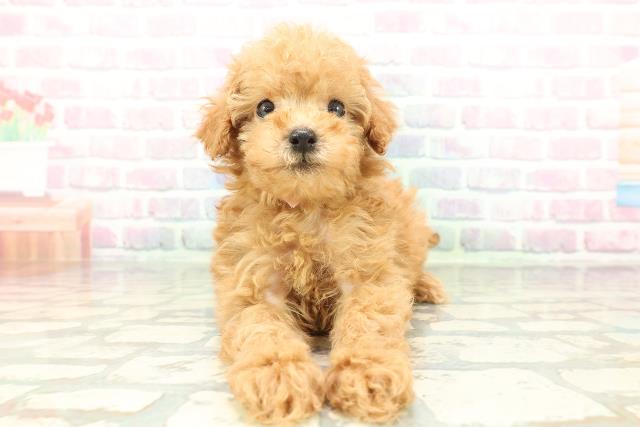 埼玉県のトイプードル(トイ) (Coo&RIKU所沢店/2026年2月1日生まれ/女の子/アプリコット)の子犬の1枚目の画像