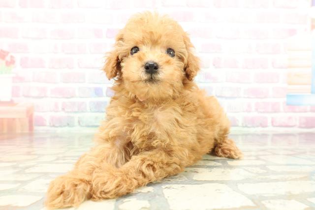 埼玉県のトイプードル(トイ) (Coo&RIKU所沢店/2026年2月1日生まれ/女の子/アプリコット)の子犬の2枚目の画像