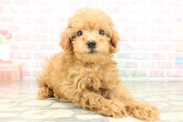 埼玉県のトイプードル(トイ) (Coo&RIKU所沢店/2026年2月1日生まれ/女の子/アプリコット)の子犬の3枚目の画像