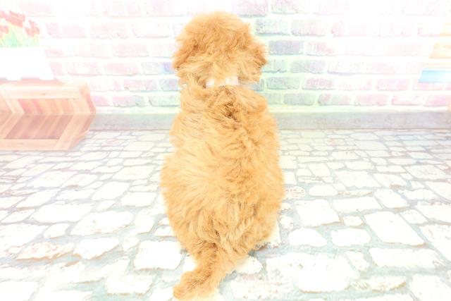 埼玉県のトイプードル(トイ) (Coo&RIKU所沢店/2026年2月1日生まれ/女の子/アプリコット)の子犬の4枚目の画像