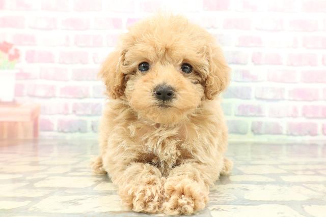 東京都のトイプードル(トイ) (Coo&RIKU吉祥寺店/2026年2月1日生まれ/女の子/アプリコット)の子犬