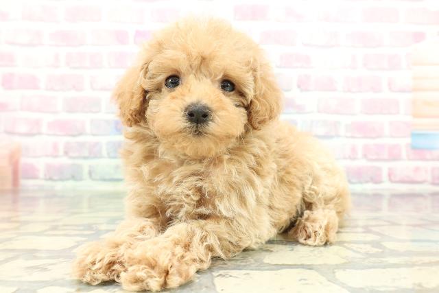 東京都のトイプードル(トイ) (Coo&RIKU吉祥寺店/2026年2月1日生まれ/女の子/アプリコット)の子犬の2枚目の画像