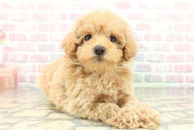 東京都のトイプードル(トイ) (Coo&RIKU吉祥寺店/2026年2月1日生まれ/女の子/アプリコット)の子犬の3枚目の画像