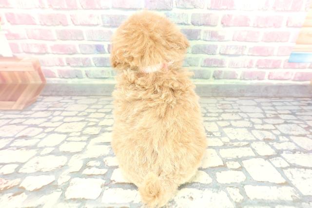 東京都のトイプードル(トイ) (Coo&RIKU吉祥寺店/2026年2月1日生まれ/女の子/アプリコット)の子犬の4枚目の画像