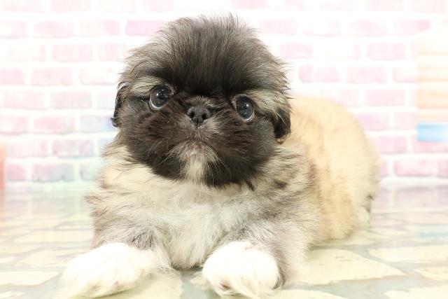 東京都のペキニーズ (Coo&RIKU武蔵小山店/2026年1月30日生まれ/女の子/フォーン)の子犬の2枚目の画像