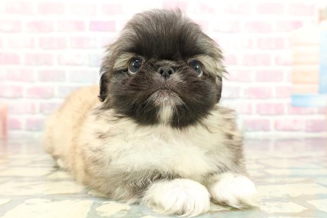 東京都のペキニーズ (Coo&RIKU武蔵小山店/2026年1月30日生まれ/女の子/フォーン)の子犬の3枚目の画像