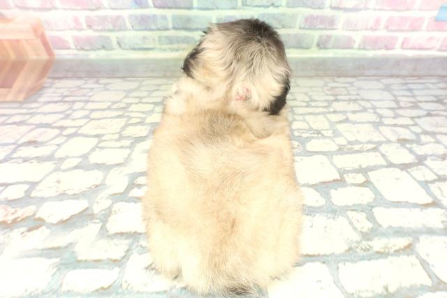 東京都のペキニーズ (Coo&RIKU武蔵小山店/2026年1月30日生まれ/女の子/フォーン)の子犬の4枚目の画像