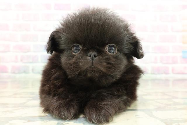 東京都のペキニーズ (Coo&RIKU自由が丘店/2026年1月30日生まれ/男の子/ブラック)の子犬の1枚目の画像