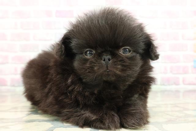 東京都のペキニーズ (Coo&RIKU自由が丘店/2026年1月30日生まれ/男の子/ブラック)の子犬の3枚目の画像