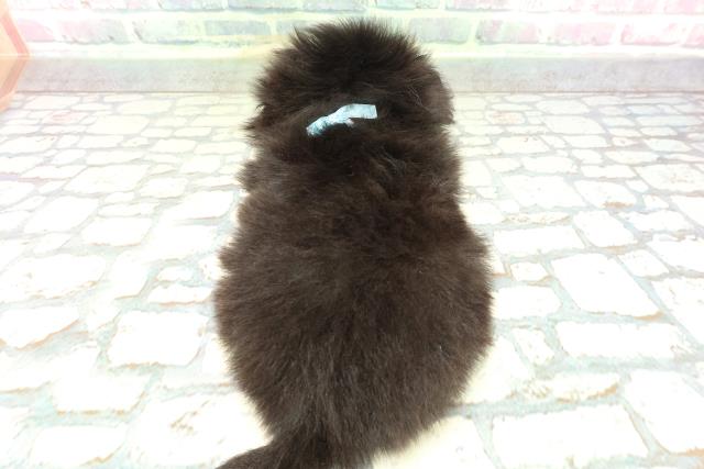 東京都のペキニーズ (Coo&RIKU自由が丘店/2026年1月30日生まれ/男の子/ブラック)の子犬の4枚目の画像