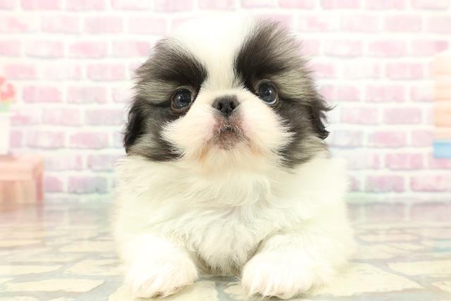 東京都のペキニーズ (Coo&RIKU大久保店/2026年1月30日生まれ/男の子/パーティーカラー)の子犬の1枚目の画像