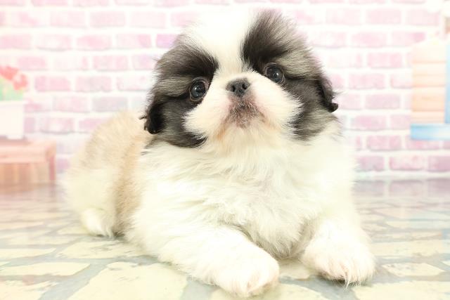 東京都のペキニーズ (Coo&RIKU大久保店/2026年1月30日生まれ/男の子/パーティーカラー)の子犬の3枚目の画像