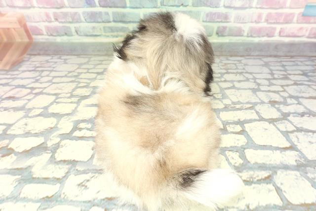 東京都のペキニーズ (Coo&RIKU大久保店/2026年1月30日生まれ/男の子/パーティーカラー)の子犬の4枚目の画像