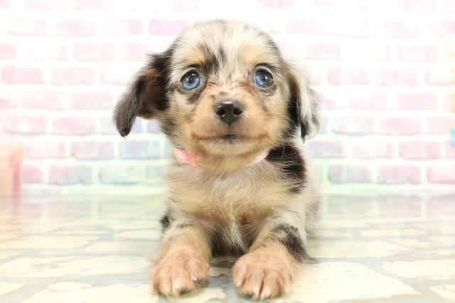 東京都のチワックス(チワワ×ダックス) (Coo&RIKU池袋西口店/2026年1月27日生まれ/女の子/シルバーダップル)の子犬